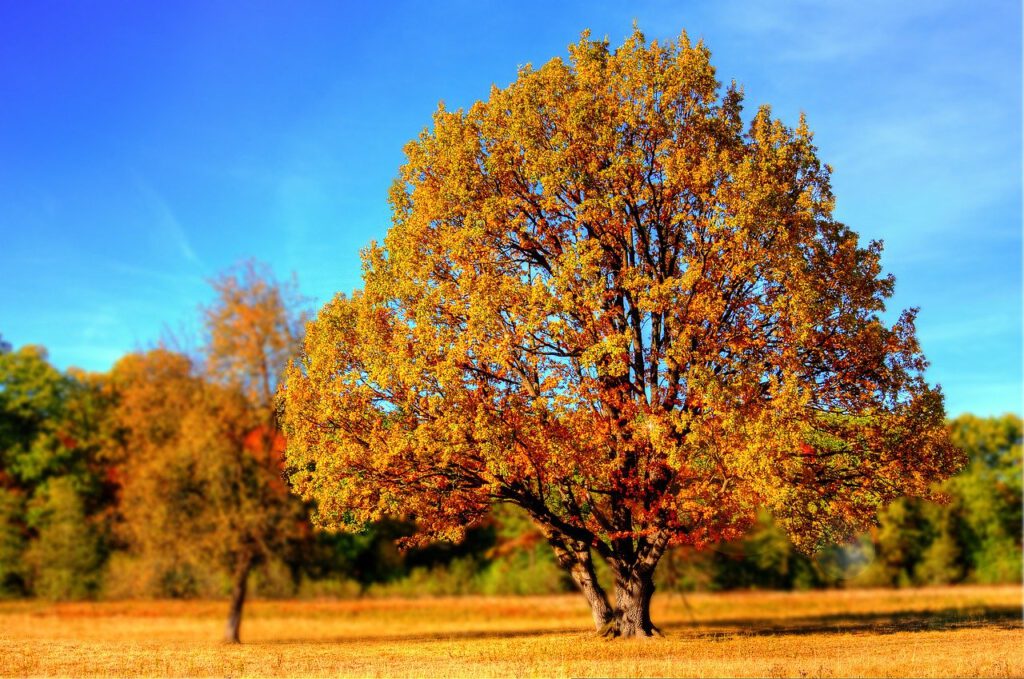 tree, fall, fall colors