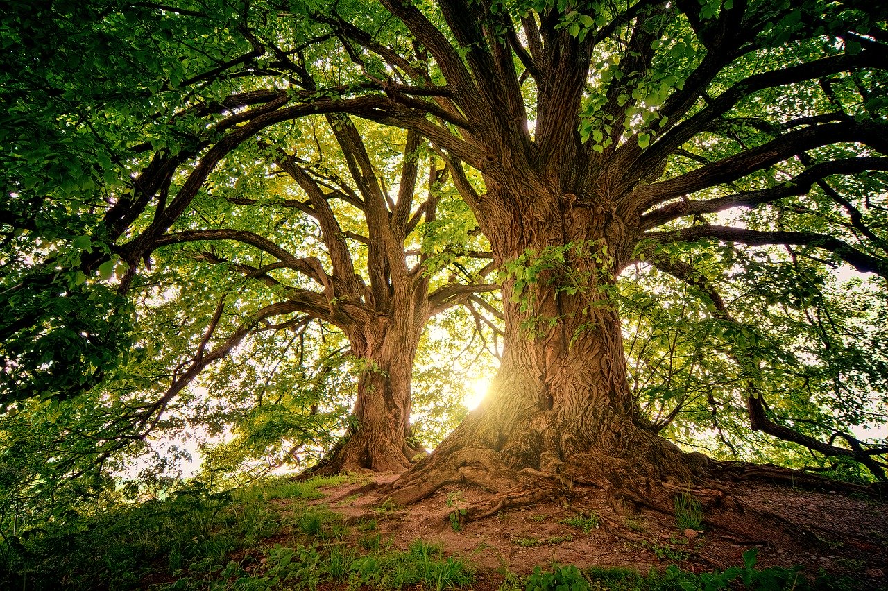 tree, nature, wood