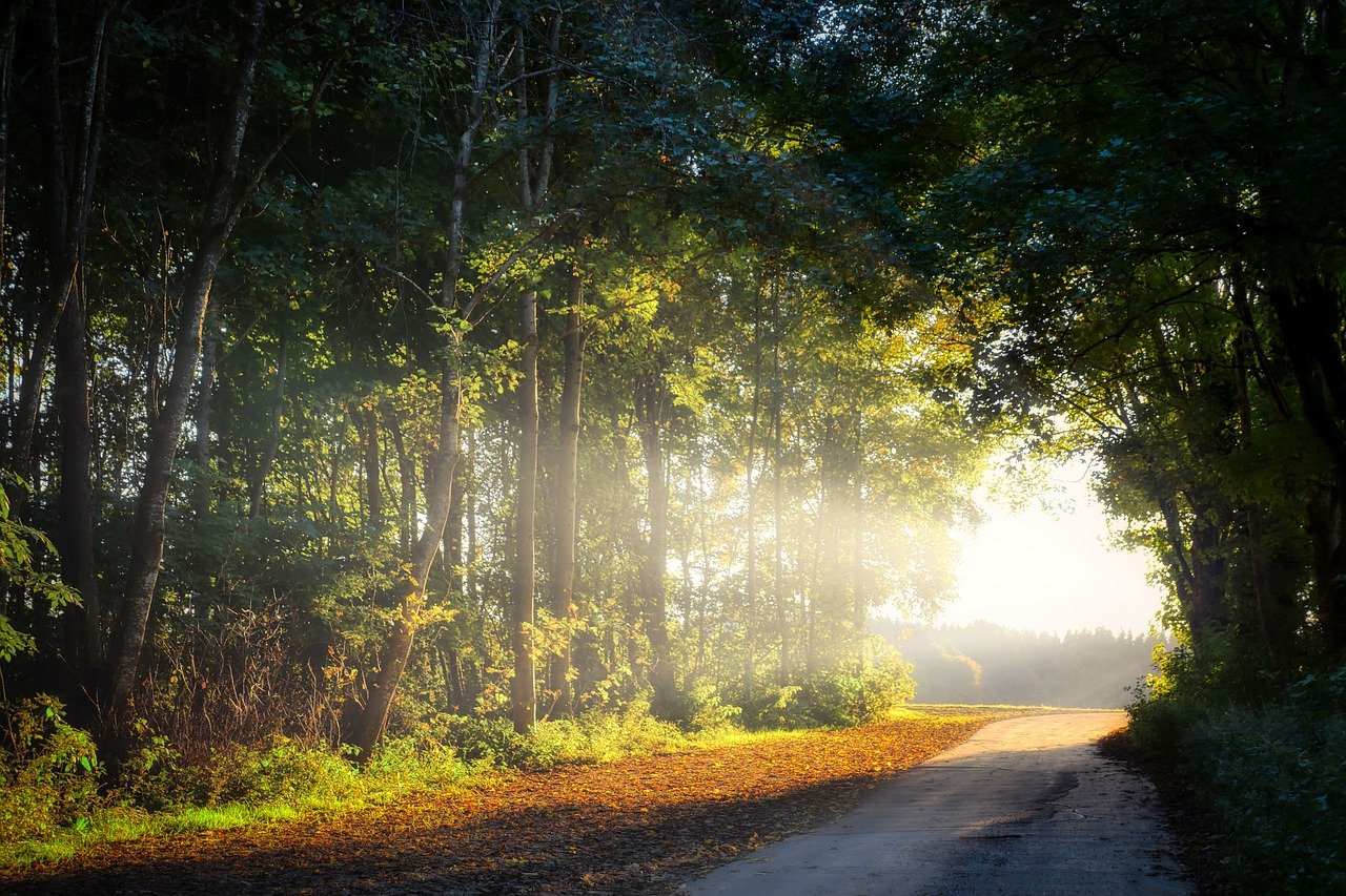 nature, path, forest-6710226.jpg